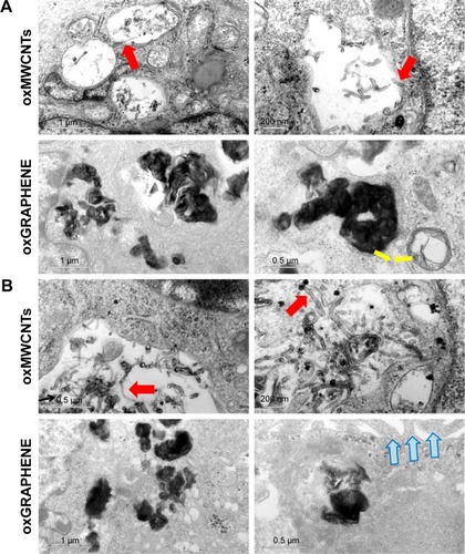 Figure 8 TEM images of oxMWCNTs and oxGRAPHENE in A549 cells (A) and Caco-2 cells (B). The red arrows refer to the oxMWCNTs penetrating the lysosomal membrane of A549 cells and Caco-2 cells. Yellow arrows refer to the movement direction of vesicles. Blue arrows refer to the microvilli structures of Caco-2 cells.Abbreviations: TEM, transmission electron microscopy; MWCNTs, multi-walled carbon nanotubes.