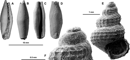 Figure 4.  A–D, New Zealand fossil Ovulidae; A, B, Pellasimnia maxwelli n. sp., holotype, NMNZ M.284525, J42/f0126, Waiareka Volcanic Formation, Runangan (Late Eocene), Bridge Point, Kakanui, N Otago; C, D, Prosimnia blackae n. sp., holotype, SGGES, University of Auckland, G7102, AU6869, P08/f7569, Otaian (Early Miocene), Mititai-Tauraroa Road, 6 km NE of Tokatoka, Northland. E–F, Haloceras maxwelli n. sp., holotype, NMNZ M.284527, J39/f7686, Waihao Greensand, Bortonian (Middle Eocene), left bank Pareora River, Evan's Crossing, S Canterbury; SEM; E, whole shell; F, protoconch. 10 mm scale bar applies to A–D.