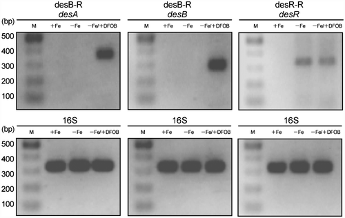 Fig. 4. Confirmation of desA and desB as a DFOB-induced operon by RT-PCR.Notes: Total RNA was isolated from A. hydrophila ATCC 7966T cells grown in +Fe, −Fe, and −Fe/+DFOB media and was used for RT-PCR analysis. The primers desR-R and desB-R used for the preparation of cDNA are indicated in Fig. 2(A). PCR was carried out under the conditions described in the Materials and Methods and the amplicons were analyzed by agarose gel electrophoresis. The primers used for PCR are also indicated in Fig. 2(A). The predicted sizes of the amplicons derived from the representative genes are as follows: desA, 376 bp; desB, 304 bp; and desR, 345 bp. As an internal control, a 333 bp fragment of the 16S rRNA gene was included. Lane M, molecular size markers.