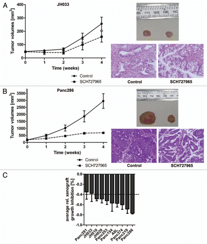 Figure 4 Spectrum of in vivo growth inhibition by SCH727965 in a panel of ten subcutaneous low-passage pancreatic cancer xenografts. Ten low-passage subcutaneous pancreatic cancer xenografts were treated with SCH727965 (n = 10 per line) or solvent only (n = 10 in each line) for 4 weeks. Growth curves show varying degrees of xenograft growth inhibition upon SCH727965-treatment. The figure shows an example with little (A) and another case with high (B) sensitivity toward SCH727965. Representative examples of xenograft tumors harvested at the end of treatment are shown for the respective lines (left tumors: controls; right tumors: SCH727965-treated). Representative histologies of control (left) and SCH727965-treated tumors (right) are shown as H&E stained tissue sections. (C) Mean inhibition of xenograft growth upon treatment with SCH727965 as compared with mock-treated controls in 10 individual xenograft lines. The diagram represents means and standard deviations of growth inhibition for each respective xenograft line.