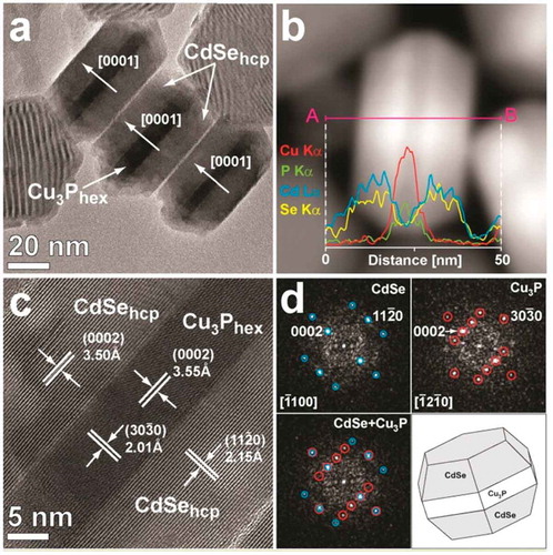 Figure 6. (a) HRTEM image of packed CdSe/Cu3P/CdSe nano-sandwiches. The [0001] stacking of Cu3P and CdSe (individuated by the variation in electron contrast) is clearly visible; (b) EDS line profile over a HAADF-STEM image of a single nano-sandwich, showing the elemental distribution across its width; (c) HRTEM image showing the epitaxial relationship between CdSe and Cu3P at the interface of the nano-sandwich; (d) 2D-FFT patterns of the sole Cu3P and CdSe phases (labeled in red and blue, respectively) and of both phases. The combined FFT pattern highlights the structural correspondence between phases.   Reprinted with permission from [Citation30]. Copyright [2013] American Chemical Society.