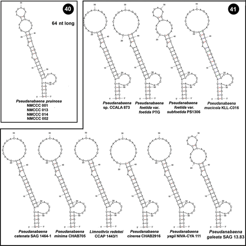 Figs 40, 41. Putative secondary structures of the conserved D1-D1’ helices of the 16S–23S internal transcribed spacer (ITS) containing both tRNA genes. Fig. 40. Pseudanabaena pruinosa strains. Fig. 41. Other Pseudanabaena strains.