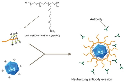 Figure 1 Schematic representation of adenovirus complexed with cationic PEG derivative (Ad5/APC) for evading anti-adenovirus neutralizing antibody (NAb).Abbreviations: EO, ethylene oxide; AGE, allyl glycidyl ether; APC, cationic PEG derivative; Ad5, adenovirus vectors type 5.