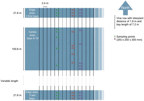 Figure 3. Example of sampling design on one date at one vine block (48 samples).