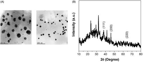 Figure 2. HR-TEM analysis and XRD pattern of AuNPs synthesized from MT.