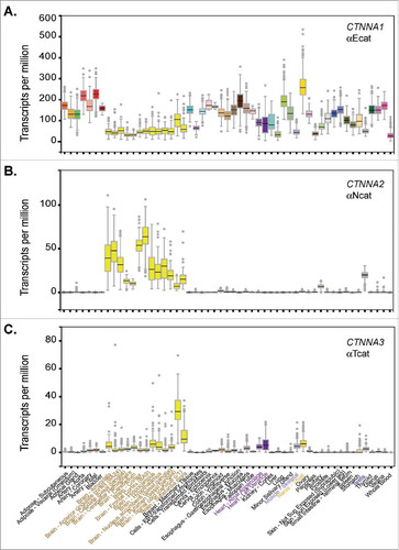 Figure 2. α-Catenin isoform expression analysis across human tissues. Graphs exported from the human Genotype-Tissue Expression (GTEx) portal using CTNNA1, CTNNA2 and CTNNA3 gene identifiers. Expression values shown as Transcripts Per Million (TPM) calculated from a gene model with isoforms collapsed to a single gene. No other normalization steps were applied. Box plots are shown as median and 25th and 75th percentiles; points are displayed as outliers if they are above or below 1.5 times the interquartile range. Number of human tissue samples range from ∼100-500 per tissue and can be viewed via the portal.