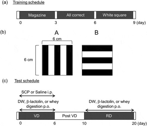 Figure 1. Testing procedures for the VD and RD tasks.