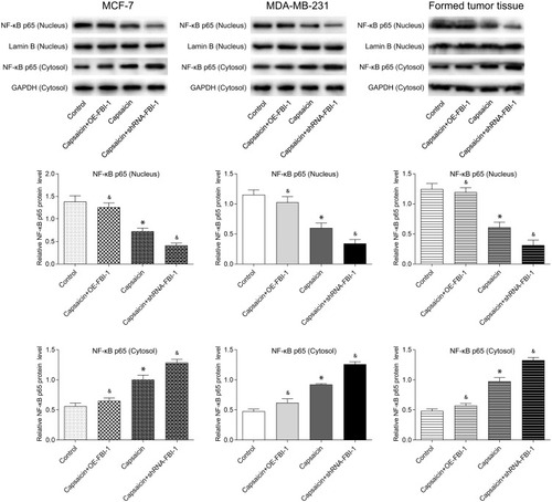 Figure 8 Capsaicin-induced FBI-1 down-regulation suppresses NF-κB activation in breast cancer in vitro and in vivo. NF-κB activity by Western blot analysis of NF-κB p65 level in nuclear and cytoplasm with capsaicin (in vitro: 150 μmol/L for 72 h; in vivo: 10 mg/kg, once in three days for 21 days) treatment alone or together with FBI-1 overexpression or silencing. Data are presented as means ± SD, *p<0.05 vs Control; &p<0.05 vs Capsaicin.