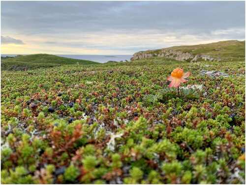 Figure 3. Cloudberry and crowberry heather. Skagen, August 2022. Source: Ida Højlund Rasmussen.