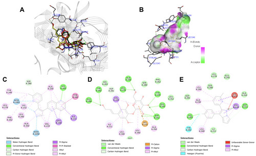 Figure 5 (A) Binding mode of syringin (yellow sticks), compound 460 (green sticks), and LY-580276 (red sticks) on the active site of transforming growth factor-beta receptor type 1 (TGF-βR1); (B) 3D docking snapshot showing syringin on the surface of TGF-βR1; (C) 2D interaction diagram of the native ligand (compound 460) with TGF-βR1; (D) 2D interaction diagram of syringin with TGF-βR1; (E) 2D interaction diagram of the established inhibitor (LY-580276) with TGF-βR1.