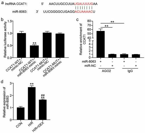 Figure 4. CCAT1 sponges miR-8063 (a). The predicted target sequences in CCAT1 which can directly bind with miR-8063. (b). Luciferase reporter assay was performed to indicate that miR-8063 could directly bind with CCAT1. **P < 0.001 vs. CCAT1-WT+miR-8063 mimic. (c). RIP assay was utilized to indicate the targeting relationship between CCAT1 and miR-8063. **P < 0.001 vs. IgG. (d). miR-8063 level of H9C2 cells among control (CON), H/R, or DEX treated were assayed by qRT-PCR. H/R, hypoxia/reoxygenation; Dex, dexmedetomidine. N = 3 for each group. **P < 0.001 vs. CON; ##P < 0.001 vs. H/R.