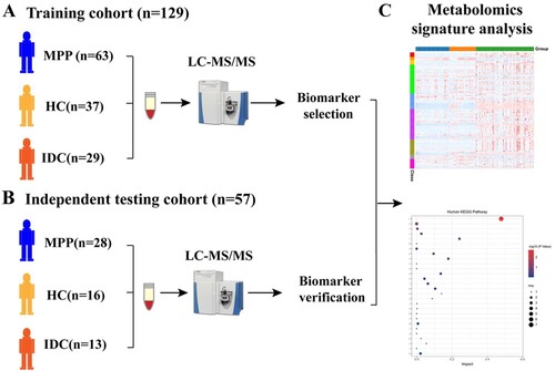 Figure 1. Study design and patients: (A) samples in a training cohort for metabolomic analysis; (B) verification of biomarkers in an independent testing cohort; (C) data from training and testing cohorts for metabolomics signature analysis.