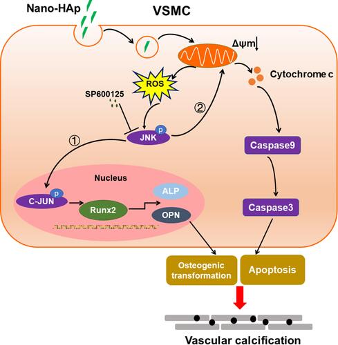 Figure 8 Schematic illustration of proposed cellular and molecular mechanism of vascular calcification induced by nano-HAp crystals. After HAp crystals are internalized into VSMC, more ROS will be generated, which will activate JNK phosphorylation. ① Activation of JNK/c-JUN signaling cascade will induce RunX2, OPN, and ALP gene expression and osteogenic differentiation of VSMC. ② JNK pathway promotes the release of cytochrome c, which will activate the caspase cascade, finally inducing apoptosis. Both osteogenic differentiation and apoptosis of VSMC will result in VC. JNK inhibitor effectively reduced these effects of HAp on VSMCs, and inhibited HAp-induced VC in vivo.
