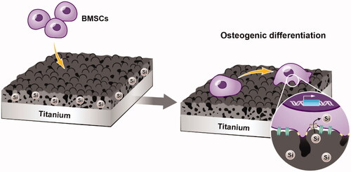 Figure 1. Schematic illustration of BMSC adhesion and osteogenic differentiation on silicon-incorporating modified titanium plate surfaces with micropore/microsphere topography.
