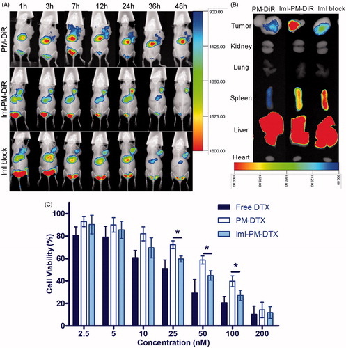 Figure 5. (A) In vivo distribution of ImI-modified micelles in A549 tumor-bearing mice. Mice were intravenously administrated with 0.2 mL (5 μg DiR/mL) of PM-DiR, ImI-PM-DiR, ImI-PMs plus ImI-PM-DiR (defined as the ImI block group). (B) Ex vivo fluorescent images of tumors and major organs excised at the end point. (C) In vitro cytotoxicity of free DTX, PM-DTX, and ImI-PM-DTX at different concentration against A549 cells for 48 h (*p < .05).