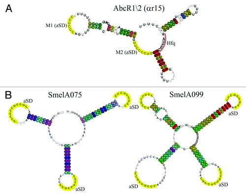 Figure 4. Structural Alignment of AbcR1/2 (SmelC411), SmelA075, and SmelA099. Consensus secondary structures are colored according to the Vienna RNA conservation coloring scheme.Citation110 A. Structural alignment of RFM αr15 (AbcR1/2) defined by del Val et al.Citation38 In yellow, anti-Shine-Dalgarno (aSD) sequences (modules M1 and M2) in single-stranded regions and loop structures. Pale red, Hfq binding site. B. Structural alignment of RFM SmelA075 and SmelA099 defined by Reinkensmeier et al.Citation34