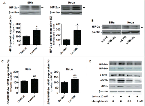 Figure 4. Lactate stabilizes HIF-2α in oxidative cancer cells. A-C, SiHa and HeLa cancer cells were treated ± 10 mM sodium lactate for 6-h. (A) Representative immunoblots and bar graphs represent HIF-2α protein expression (n = 4–8; *p < 0.05). (B) The representative immunoblot shows HIF-2α and β-actin protein expression in SiHa and HeLa cells transfected with a control siRNA (siCTR) or with a siRNA targeting EPAS1/HIF-2α (siHIF-2α). (C) EPAS1/HIF-2α mRNA expression was detected using RT-qPCR (n = 6; ns, not significant). (D) HeLa cells were treated ± 10 mM sodium lactate for 6-h in the presence or not of increasing doses of α-ketoglutarate. Immunoblots are representative of n = 3 and show HIF-2α, HIF-1α, c-Myc, ASCT2, GLS1 and β-actin expression.