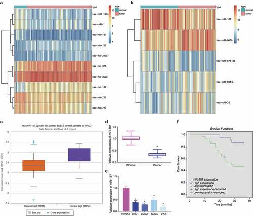 Figure 1. Low expression of miR-187 was observed in prostate cancer. A, A heat map of the expression of the differentially expressed miRs in the GSE45604 microarray dataset. B, A heat map of the expression of the differentially expressed miRs in the GSE76260 microarray dataset. The ordinate represents the gene name. The histogram on the upper right is color gradation, with each rectangle representing a corresponding sample expression value. C, miR-187 expression in prostate cancer analyzed by starBase Pan-Cancer Analysis Platform. D, miR-187 expression in prostate cancer and adjacent normal tissues measured by RT-qPCR (N = 57). E, miR-187 expression in prostate cancer cell lines (22Rv1, LNCaP, Du145, and PC-3) and normal prostatic epithelial cell line RWPE-1 measured by RT-qPCR. F, The correlation of miR-187 expression with the prognosis of patients with prostate cancer analyzed by Kaplan-Meier curve. Panel D-F was measurement data and expressed as mean ± standard deviation. Paired t-test was used for Panel D, and in panel E, one-way ANOVA was used for the comparison among multiple groups, followed by Turkey’s post-hoc test. In panel F, the log-rank method was used for survival difference test. * p < .05 vs. adjacent normal tissues or normal prostatic epithelial cell line RWPE-1. The experiments were repeated three times.