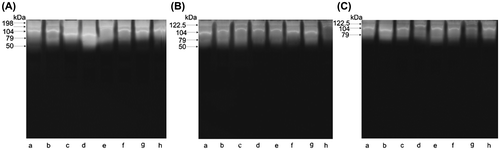 Figure 4. Zymogram of body extract proteases collected in October from groups: A, BE; B, BE-5; C, BE-200; lanes a–h, different colonies.