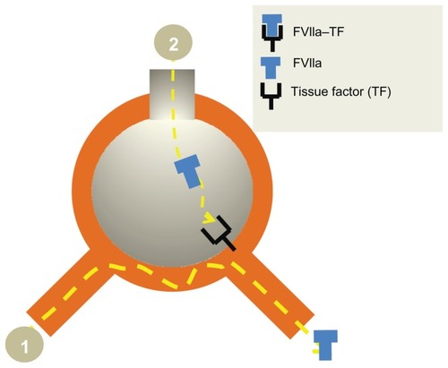 Figure 5 Rationale for local pulmonary treatment of DAH with FVIIa. Intravenous rFVIIa does not reach the alveoli (1) in contrast to the airway route (2) where a direct access to the receptor TF is obtained. The TF-FVIIa complex activates coagulation factor IX and X. Finally the activated TF-FVIIa complex induces a perfect “balanced” hemostasis ie, sufficient fibrin deposition without interference with the oxygen transport. The TFPI are constitutively expressed in the airspace in inflammatory conditions, secondary to alveolar inflammation. The TFPI is usually of less importance as compared to the procoagulatory factors. However, this might be the explanation for the balanced hemostasis.
