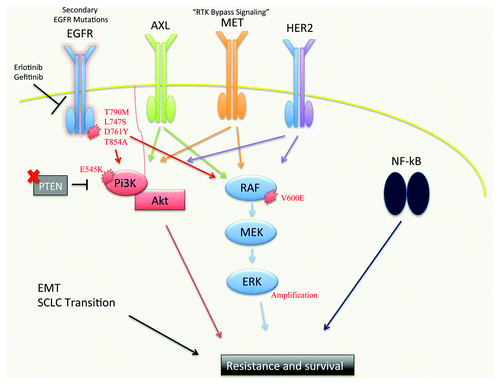 Figure 1. A schematic of the molecular pathways implicated in resistance to EGFR TKIs. Mutations in the EGFR kinase domain (predominantly T790M, which accounts for 50–60% of EGFR inhibitor resistance) abrogate the ability of first generation EGFR TKIs to inhibit mutant EGFR. Second generation EGFR TKIs BIBW2992, PF299804 and WZ4002 are currently in clinical trials and show promise as inhibitors of EGFR T790M. EGFR TKI resistance can also occur via upregulation or activation of other RTKs, such as AXL (20–25%), MET (5%) and HER2, which can bypass the inhibition of oncogenic EGFR signaling and activate downstream effector pathways. RTK-independent activation of some of these downstream effectors can also occur, leading to resistance. PTEN loss and activating PI3K mutations (i.e., E545K) have been observed, leading to constitutive AKT activation. Activating BRAF V600E mutations and MAPK1 amplification have been reported which lead to hyper-activation of MAPK signaling and resistance. NFκB pathway activation has been associated with resistance to EGFR TKI treatment. The Epithelial-Mesenchymal Transition (EMT) and transition to small-cell neuroendocrine phenotype have each been associated with resistance to EGFR TKIs, though the mechanistic underpinnings of these observations are unclear.