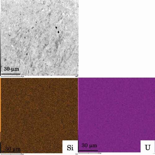 Figure 2. Microstructure of U3Si2 from field emission scanning electron microscopy (FE-SEM) and energy dispersive X-ray analysis.