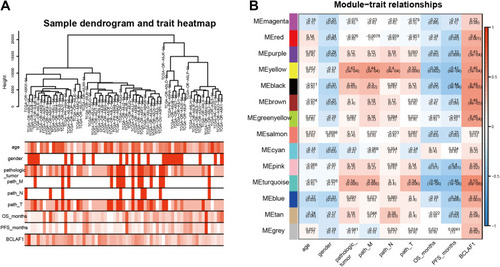 Figure 1 Identification of gene module related to Bclaf1. (A) Clustering of samples based on the gene expression (upper panel) and baseline characteristics of each sample was described by a heat map (lower panels). Deeper one refers to higher levels of clinical traits. The TNM staging system classifies tumours by using the tumour (T), lymph node (N), and metastasis (M) attributes, where “T” refers to the extent of the primary tumour (T) and “N” and “M” describe the absence or presence of lymph node(s) and distant metastasis, respectively. (B) Heatmaps of the correlations between different gene modules and clinical traits. Each cell contains the corresponding correlation and p-value. The colour of the right axis depicts the correlation coefficients of each cell.