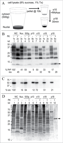 Figure 1. Rapid concentration of FU-CJD infectious particles from GT1 neuronal cells. (A) Simplified diagram of subcellular fractionation that yields highly infectious p18 particles with reduced protein, PrP/PrP-res and nucleic acids. (B) Representative Western blot of sequential purification steps where the cell equivalent loads are indicated at the top of each lane. The % of starting whole cell PrP is calculated at the bottom of each lane and the % of that fraction that is PrP-res (adjacent +PK lanes) is indicated below this. For example, PrP-res is 45% (or 0.45x) of the starting whole cell PrP (lane 1, 100%), and the s18 retains 33% of the whole cell PrP (lane 9) with 18% of this in the PrP-res form (lane 10). Note the increased 3x-6x lane loads needed to detect PrP and PrP-res in the concentrated p18 particles. The FU-CJD agent specific 13 kd PrP band in GT1 cells Citation3,42 is at arrow. (C) % tubulin in above blot shows the partitioning in each sequential fraction (PK – lanes), and tubulin is completely digested by PK (+ lanes). (D) Gold stain of the same blot demonstrates the markedly decreased protein in concentrated p18 particles. The p18 pattern of bands is clearly different than the non-infectious s18 (compare lanes 9 and 11). After digestion, the intense PK band at 29 kd (arrow) is dominant, with few other remaining bands. Starting whole cells (WC), nuclei (Nuc) and markers (kd) indicated.