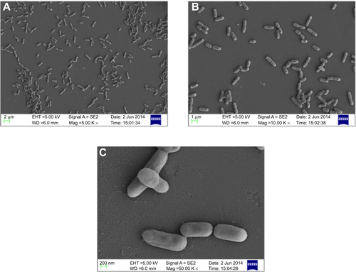 Figure S7 Scanning electron micrograph of untreated Pseudomonas aeruginosa PAO1 at different magnifications (A) 5,000×, (B) 10,000×, and (C) 50,000×.