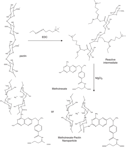 Figure 1.  Illustration of EDC reaction with carboxyl groups of pectin yielding the reactive intermediate. The intermediate then reacts with amino group of MTX. The MTX-NP was formed by ionotropic gelation with magnesium cation.