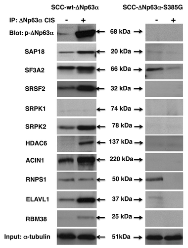 Figure 3. Complex formation between ΔNp63α and splicing protein complex in SCC cells upon cisplatin exposure. Wt-ΔNp63α cells (left panels) and ΔNp63α -S385G cells (right panels) were exposed to control medium (CIS, -) or 10 μg/ml cisplatin (CIS, +) for 16 h. Nuclear lysates were immunoprecipitated (IP) with an anti-ΔNp63 antibody and blotted with indicated antibodies. Inputs (10%) were tested with anti-α-tubulin.