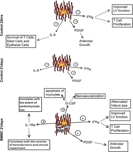 Figure 5. The major changes in the cytokine levels at 24 h and 21 days after AMI and the possible effects. The IL-9 and PDGF levels declined in both groups at 24 h. At 21 days, a more complex cytokine network was apparent in the BMMNC group. IL-1ra, PDGF, INF-γ, and G-CSF levels were elevated. Dotted line indicates the possible effect of the cytokine.