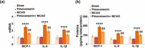 Figure 2. Pimavanserin inhibited the expression of MCP-1, IL-8 and IL-1β in the brains of mice. (a). mRNA of MCP-1, IL-8, and IL-1β; (b). Proteins of MCP-1, IL-8, and IL-1βas measured by ELISA (****, P < 0.0001 vs. vehicle group; ##, P < 0.01 vs. MCAO group)