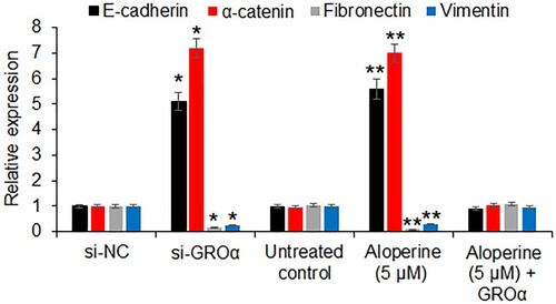 Figure 5. Aloperine inhibits epithelial to mesenchymal transition. The qRT-PCR analysis showing the effect of GROα silencing and aloperine treatment on the expression of E-cadherin, α-catenin, fibronectin and vimentin. The experiments were performed in triplicate and expressed as mean ± SD (*P < .05 for si-NC vs. si-GROα and **P < .05 for untreated control vs. Aloperine (5 µM)).