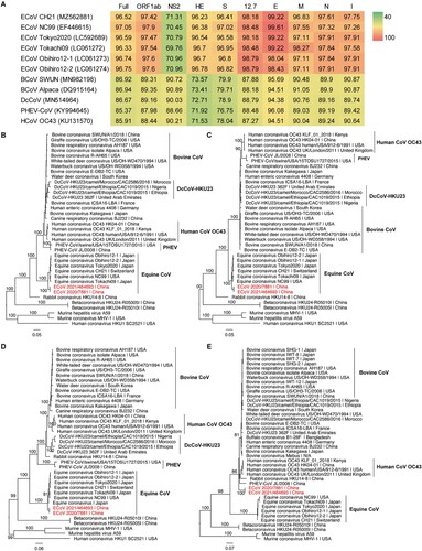 Figure 1. Comparison between the two Chinese ECoV variants and representative members of Betacoronavirus 1. (A) Pairwise sequence identities between ECoV_2021/464693 and related coronaviruses. The degree of sequence similarity is highlighted by colours, with red denoting the highest identities. For the NS2 gene sequences of different length, they were adjusted according to that of ECoV_2021/464693 (582 nt in length). Phylogenetic trees of the full-length virus genome (B), ORF1ab (C), spike gene (D), and the recombinant region (21,523–22,209 nt) (E). Phylogenetic analysis was performed using RAxML (v8.1.6) with 1000 bootstrap replicates and employing the general time reversible nucleotide substitution model and the GAMMA model for rate distribution. The phylogenetic trees were midpoint rooted. The recombinant region was detected to be 21,523–22,209 nt of the ECoV_2021/464693 genome with RDP (v4).