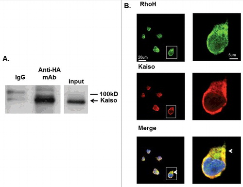 Figure 1. RhoH and Kaiso interact and co-localize in Jurkat T cells. (A) Interaction of HA-RhoH and the Kaiso complex were confirmed by co-immunoprecipitation. Jurkat cells transduced with retroviral vectors expressing HA-RhoH-IRES-YFP were subjected to IP with anti-HA monoclonal antibody and analyzed by immunoblotting with anti-Kaiso monoclonal antibody. Position of interacting Kaiso is indicated by arrowhead. IgG control is shown in left lane. Size marker is shown on right. A representative immunoblot of 3 independent experiments that gave similar results is shown. (B) Co-localization of RhoH and Kaiso in Jurkat cells. Jurkat cells were stained with polyclonal anti-RhoH antibody (green), monoclonal anti-Kaiso antibody (red) and nuclear staining with DAPI (blue). Arrowheads indicate co-localization readily apparent in cytosol and areas of cell protrusion. Cell Images were captured by Zeiss LSM 700 Laser Scanning Confocal-Microscope with 63X magnification and processed by ZEN software (Zeiss). Panels on the right show higher magnification (126X) of cell outlined by box in lower magnification veiw. This result represents 3 independent experiments. Mouse IgG and rabbit IgG were used as negative controls respectively and showed no signals (data not shown).