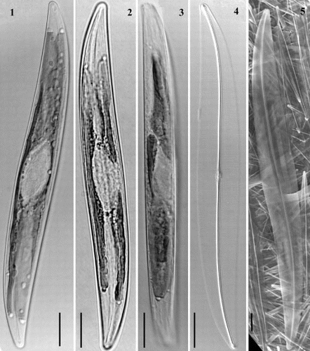 Figs 1 – 5. Light and scanning electron micrographs of Haslea nipkowii from the French Atlantic coast. Figs 1, 2. Cells with two plate-like chloroplasts along margins. Fig. 3. Living cell in girdle view. Fig. 4. Cleaned valve in phase contrast optics. Fig. 5. External valve view in SEM. All scale bars represent 10 μm.