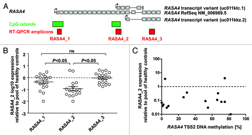 Figure 2. The second RASA4 transcript is repressed in JMML. (A) Structure of the RASA4 genetic locus and composition of transcript variants. Large gray boxes represent coding exons; small gray boxes, 5′ untranslated region; arrows, transcription start sites; green boxes, CpG islands; red boxes, amplicons used for RT-QPCR. (B) Expression level of three RASA4 transcripts in JMML mononuclear cells. Expression for each transcript was measured by three RT-QPCRs normalizing to HPRT, ACTB and GAPDH, respectively, and results were averaged. Expression in pooled blood cell RNA from 5 healthy individuals was used as calibrator and set to 1.0. P values were computed using analysis-of-variance across the groups (transcripts) and Tukey’s multiple comparison test for pairwise comparisons. (C) Expression levels of the RASA4 variant 2 transcript in mononuclear cells from 15 JMML patients in relation to CpG island methylation. Abbreviations: CpG, cytosine-phospho-guanine; RT-QPCR, reverse-transcriptase quantitative polymerase chain reaction.