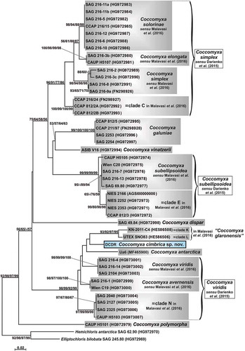 Fig. 4. Phylogenetic reconstruction of the genus Coccomyxa based on ITS2 spacer (sequences + structures) analyses. The NJ topology is depicted and the numbers associated with nodes indicate support values for NJ with ProfDistS, NJ with MEGA, MP and ML analyses, respectively. Only bootstrap supports ≥50% are reported. Values for nodes that obtained support in only one of the performed phylogenetic analyses were omitted. Horizontal bar represents expected number of nucleotide substitutions per site. Grey boxes represent species according to the most recent classification or OTUs found/described in previous papers. Coccomyxa cimbrica sp. nov. is highlighted with a black outline. Brackets plus white boxes report the classification by Darienko et al. (Citation2015).