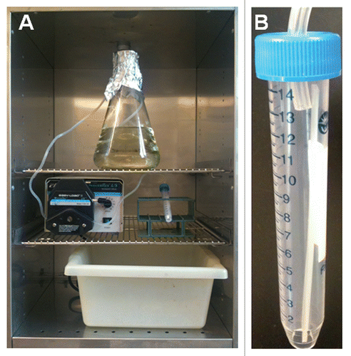 Figure 1 (A) Picture of the fully assembled apparatus inside the incubator. (B) A close-up picture of the tube with the cut-off bottom and the inserted tubing.