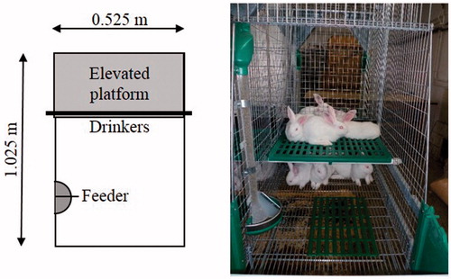 Figure 1. Design and photo of the large cage.