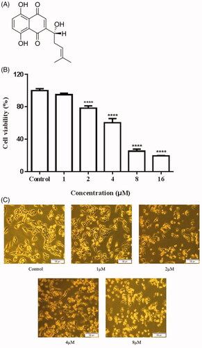 Figure 1. Inhibitory effects of Shikonin on A375 cells. (A) Chemical structure of Shikonin. (B) A375 cells were treated with different concentrations of Shikonin (0–16 μM) for 24 h. (C) A375 cells were treated with the indicated concentration of Shikonin for 24 h, and morphological changes were visualized under the inverted microscopy. A representative result from three separate experiments is shown. ****p < .0001 compared with the control group.