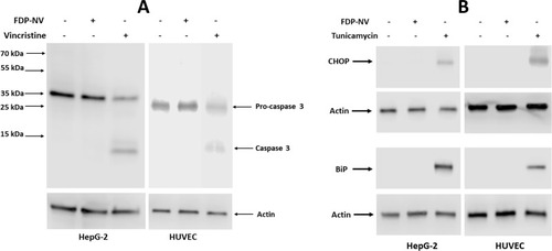 Figure 9 Effect of FDP-NV on the induction of apoptosis and ER stress in HepG-2 cells and HUVEC.