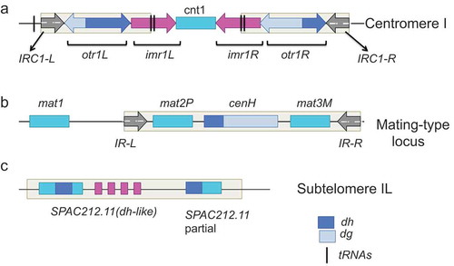 Figure 1. Sites of heterochromatin assembly in the fission yeast genome. This figure is adapted from [Citation54] (a). Fission yeast centromeres contain a unique central domain consisting of central core region (cnt) and inner repeat sequences (imr), which is flanked by the outer repeat elements composed of one or more tandem array dg and dh repeats. Clusters of tRNA genes and/or IRC inverted repeats are present at the border of the pericentromeric heterochromatin. The number of dg/dh repeats differs between each chromosome arm, from 1 (cen1L) to 7–8 (cen3R) (b). At the mating type locus, mat2 and mat3 genes are located within a 20-kb heterochromatin domain. RNA interference regulates assembly of heterochromatin on the cenH element that shares strong homology with dg and dh centromeric repeats. Heterochromatin can also be nucleated in an RNA interference-independent manner within the mat2P/mat3M locus, including a 2.1 Kb region between cenH and mat3 by Atf1/Pcr1. The heterochromatic domain is restricted by boundary elements IR-L and IR- R. (c). cenH-like elements/dh-like sequences (SPAC212.11) within tlh1 and tlh2 genes are located at subtelomeric regions, which can nucleate heterochromatin both in an RNA interference-dependent and RNA interference-independent manner by the telomere specific factor Taz1.