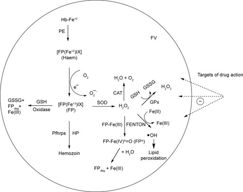 Figure 17 Hemoglobin degradation mechanism and enzymatic/nonenzymatic targets of antimalarial drug action.