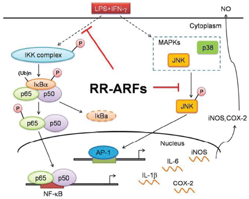 Figure 2. Schematic model showing the role of anthocyanin-rich fractions from red raspberries (RR-ARFs) in inflammatory signaling pathways. RR-ARFs attenuated LPS/IFN-γ-induced inflammatory responses through inhibition of NF-κB, MAPK/JNK activities, respectively, in LPS/IFN-γ-stimulated RAW264.7 cells. (Reproduced from the original source: Li et al., Citation2014).