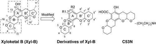 Figure 1 Structures of xyloketal B and its derivatives (C53N).