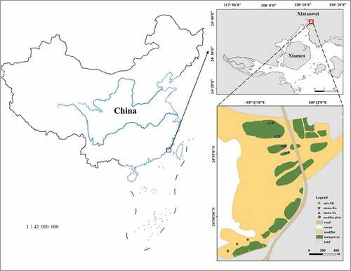 Figure 1. The study sites are in Xiatanwei, Xiamen, China where A) mono-Sa represents the homogenous plantation of Sonneratia apetala and mono-Ko represents the homogenous plantation of Kandelia obovata; B) mix–SK represents the mix plantation of Sonneratia apetala and Kandelia obovata.