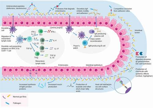 Figure 1. Proiotics modulate the gut immune system in a variety of ways, including modifying the balance between Th1/Th2/Th17 and Treg cells, inducing the production of sIgA that inhibits adhesion and motility of pathogens, producing antimicrobial peptides such as bacteriocins and defensins, producing proteases that counter enterotoxins, competitive exclusion from mucosal adhesion sites, interaction with gut epithelial cells via cell-surface structures and increased synthesis of tight junction proteins, mucins, short-chain fatty acids, digestive enzymes, and chemicals with systemic effects, such as cortisol and tryptophan (reviewed in [Citation7,Citation8].