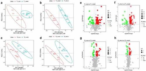 Figure 2. Differentially expressed metabolite screening results after the intervention. OPLS-DA score plots of Model vs. Cryo (a) and Model vs. Therm (b) on Day 7, and Model vs. Cryo (c) and Model vs. Therm (d) on Day 14 in ESI− mode. Volcano plots of Model vs. Cryo © and Model vs. Therm (f) on Day 7, and Model vs. Cryo (g) and Model vs. Therm (h) on Day 14 in ESI− mode. Each colorful point represents a differentially expressed metabolite of tumor tissue in the volcano plot. The red points represent up-regulated metabolites and the green points represent down-regulated metabolites.